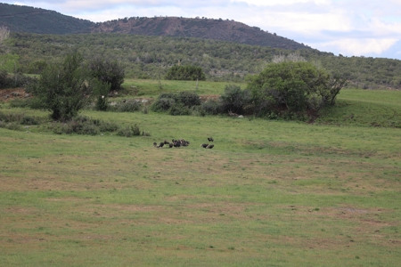 Lone Cabin Ranch for Sale — Colorado Mountain Ranch For Sale - image 2