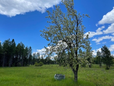 Montana Cabin In Heron For Sale - image 2