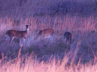 Land Ranch For Sale Oklahoma Waurika Jefferson Co Hunting - image 48