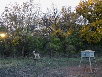 Land Ranch For Sale Oklahoma Waurika Jefferson Co Hunting - image 36