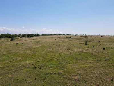 Land Ranch For Sale Oklahoma Waurika Jefferson Co Hunting - image 17