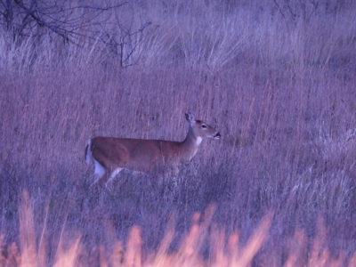 Land Ranch For Sale Oklahoma Waurika Jefferson Co Hunting - image 50