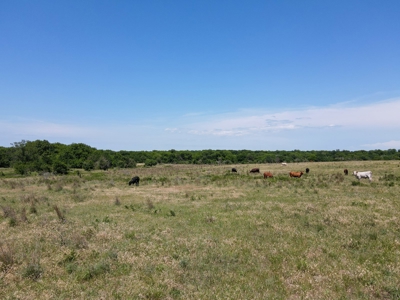 Land Ranch For Sale Oklahoma Waurika Jefferson Co Hunting - image 13