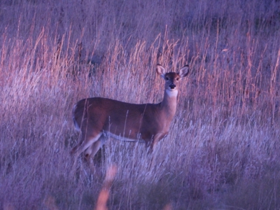 Land Ranch For Sale Oklahoma Waurika Jefferson Co Hunting - image 47