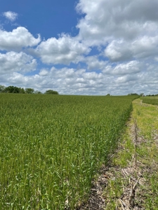 Andrew County Land Auction 160+/- Acres - image 23