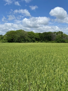 Andrew County Land Auction 160+/- Acres - image 34