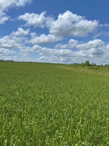 Andrew County Land Auction 160+/- Acres - image 33