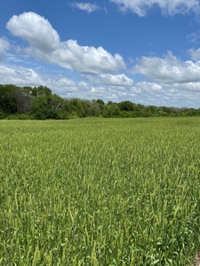 Andrew County Land Auction 160+/- Acres - image 35
