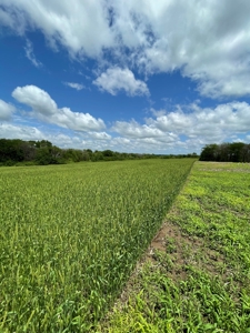 Andrew County Land Auction 160+/- Acres - image 36