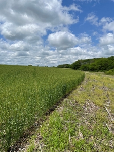 Andrew County Land Auction 160+/- Acres - image 21