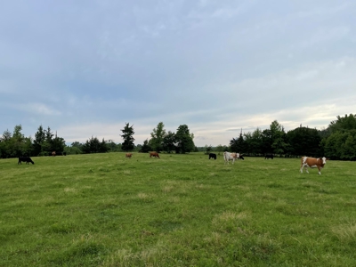 Land For Sale in McCurtain County, Southeast OK Ranch - image 7