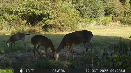 Land For Sale in McCurtain County, Southeast OK Ranch - image 41