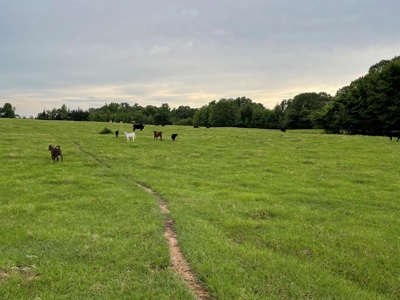 Land For Sale in McCurtain County, Southeast OK Ranch - image 4