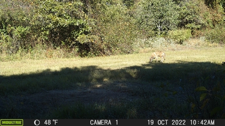 Land For Sale in McCurtain County, Southeast OK Ranch - image 44