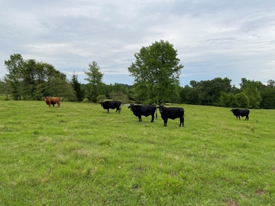 Land For Sale in McCurtain County, Southeast OK Ranch - image 6