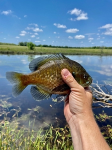 55 Acres - Incredible Fishing Pond - Absolutely Gorgeous - image 20