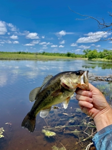 55 Acres - Incredible Fishing Pond - Absolutely Gorgeous - image 21