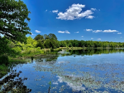55 Acres - Incredible Fishing Pond - Absolutely Gorgeous - image 17