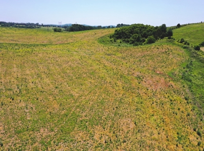 East Tennessee Farm for Sale Grainger County- Rutledge 37861 - image 23