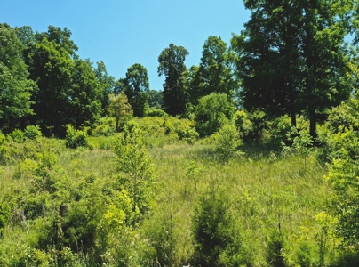 East Tennessee Farm for Sale Grainger County- Rutledge 37861 - image 31