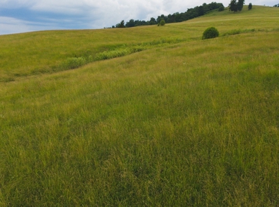 East Tennessee Farm for Sale Grainger County- Rutledge 37861 - image 42