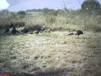 Hunt, Fish, Run Cattle, and Live on this Louisburg Acreage - image 35