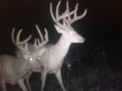 Hunt, Fish, Run Cattle, and Live on this Louisburg Acreage - image 32