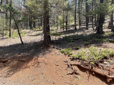 Secluded Property for Sale in the Colorado Mountains near Cr - image 3