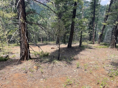 Secluded Property for Sale in the Colorado Mountains near Cr - image 8