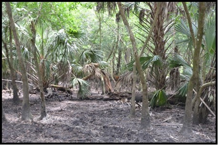 370 Acres on Charlie Creek, Zolfo Springs Florida - image 4