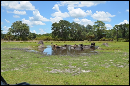 370 Acres on Charlie Creek, Zolfo Springs Florida - image 42