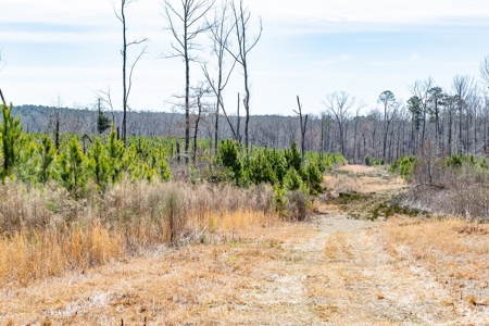 70 Acres Lincoln Parish Timberland for Sale North LA - image 23