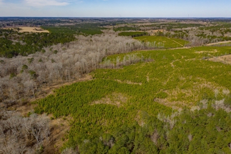 70 Acres Lincoln Parish Timberland for Sale North LA - image 9