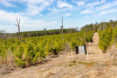 70 Acres Lincoln Parish Timberland for Sale North LA - image 18