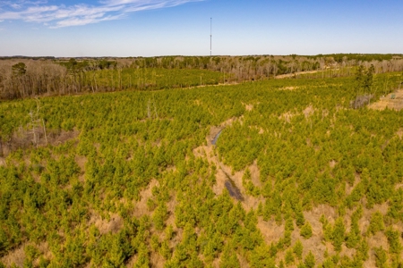 70 Acres Lincoln Parish Timberland for Sale North LA - image 11