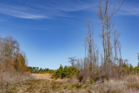70 Acres Lincoln Parish Timberland for Sale North LA - image 29