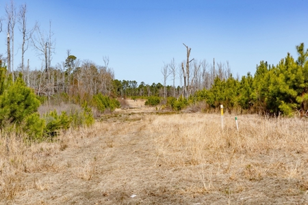 70 Acres Lincoln Parish Timberland for Sale North LA - image 24