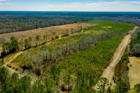 70 Acres Lincoln Parish Timberland for Sale North LA - image 3