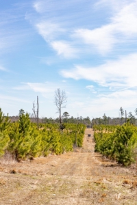 70 Acres Lincoln Parish Timberland for Sale North LA - image 28