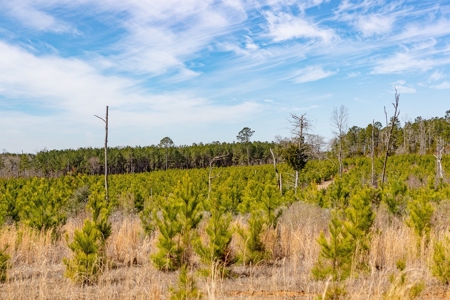 70 Acres Lincoln Parish Timberland for Sale North LA - image 17