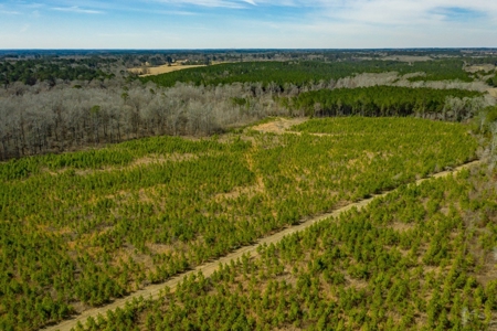 70 Acres Lincoln Parish Timberland for Sale North LA - image 7