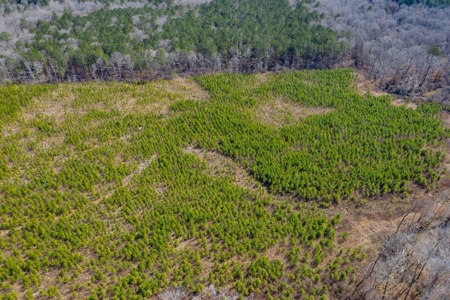 70 Acres Lincoln Parish Timberland for Sale North LA - image 8