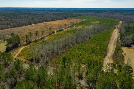 70 Acres Lincoln Parish Timberland for Sale North LA - image 4