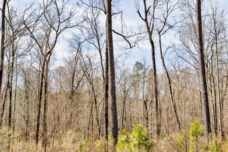 70 Acres Lincoln Parish Timberland for Sale North LA - image 25