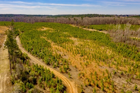 70 Acres Lincoln Parish Timberland for Sale North LA - image 2