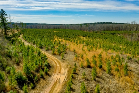 70 Acres Lincoln Parish Timberland for Sale North LA - image 16