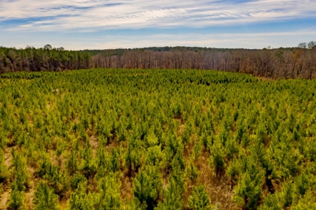 70 Acres Lincoln Parish Timberland for Sale North LA - image 13