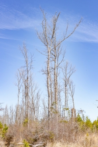 70 Acres Lincoln Parish Timberland for Sale North LA - image 30