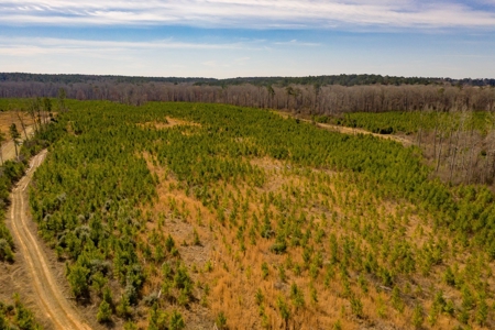 70 Acres Lincoln Parish Timberland for Sale North LA - image 15
