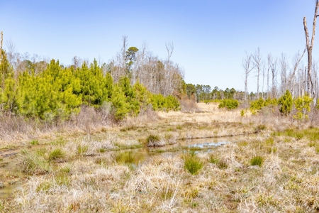 70 Acres Lincoln Parish Timberland for Sale North LA - image 27